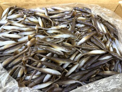 3" Swimbait - Electric Shad 100pack - Image 3